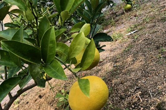 夏だいだい
